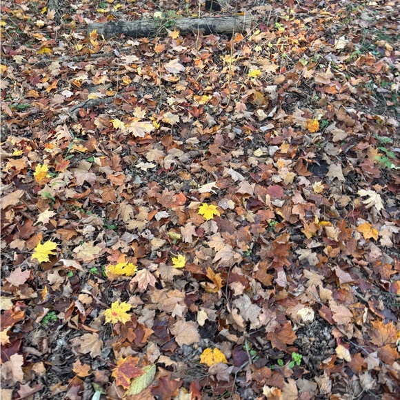 Meet your Posher, Lina - Picture 1 of 1